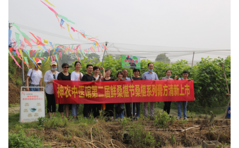 桑椹滿枝頭，采摘正當(dāng)時(shí)- 神農(nóng)中醫(yī)館鮮桑椹合作基地采摘紀(jì)實(shí)